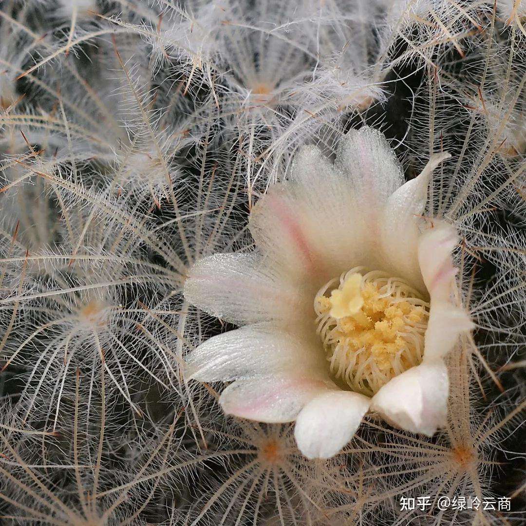白星仙人掌是属于仙人掌科乳突球属的开花型仙人掌,原本是生长在