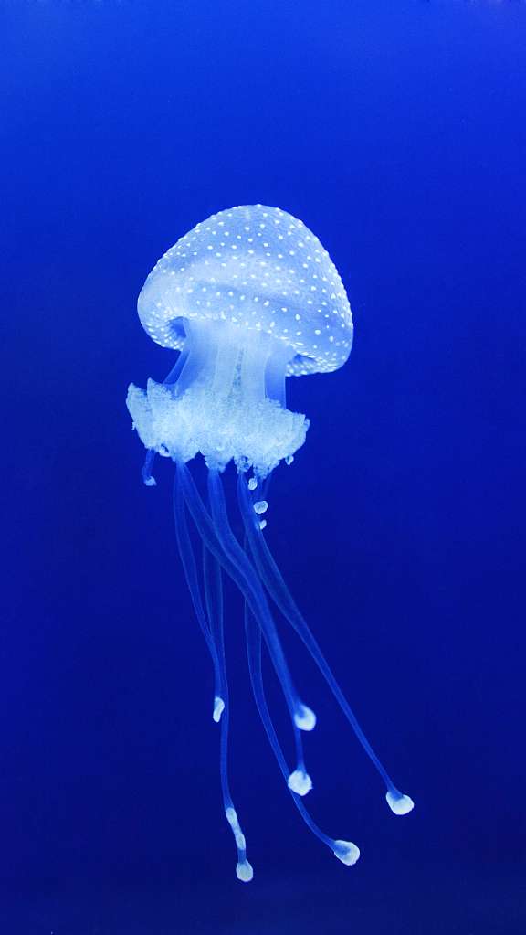 高品图像 的想法: #每日一图# 瑞典的蓝色大海中,水母在水… - 知乎