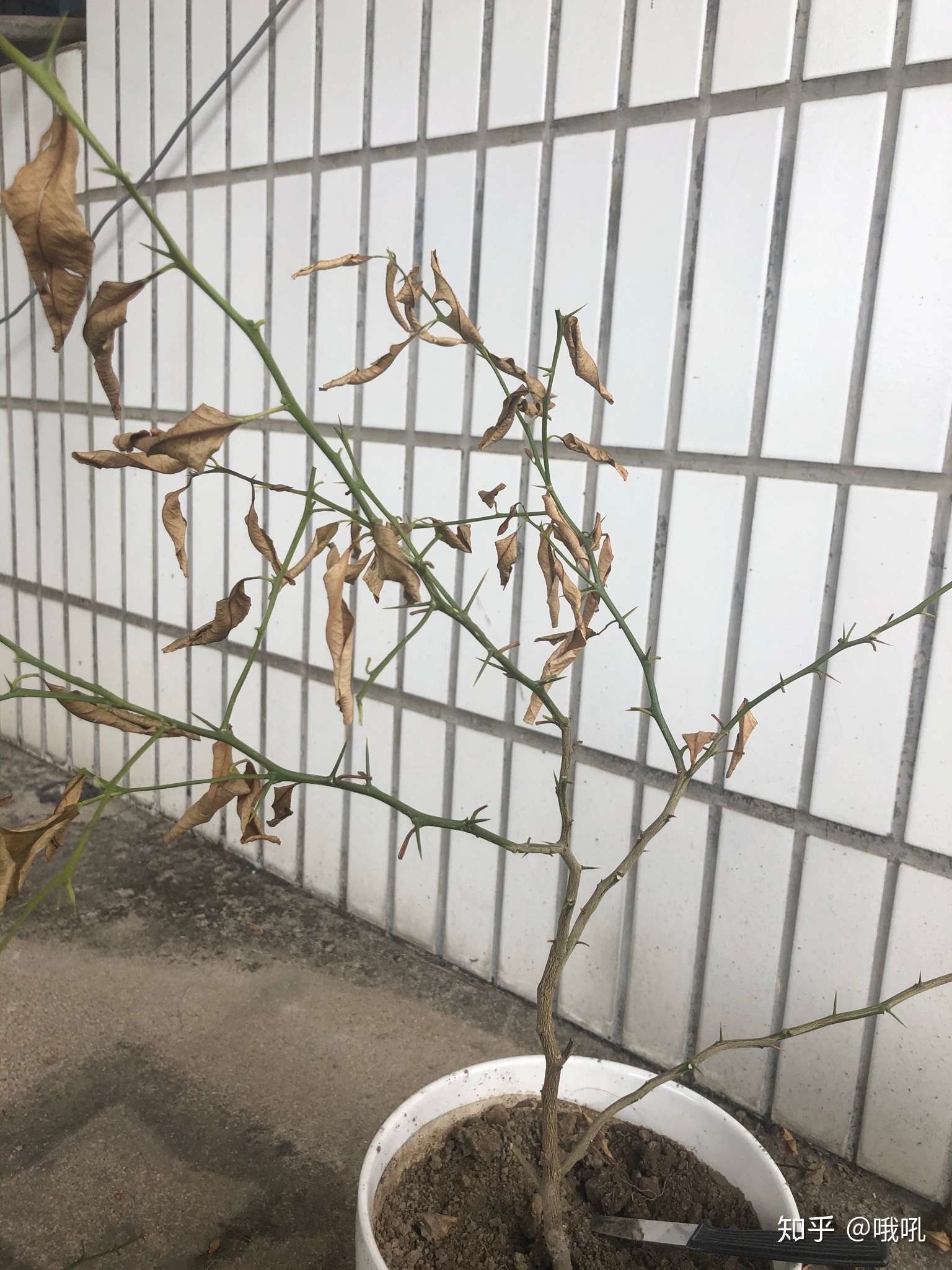 有没有种植大神可以解答一下,我爸前几天把烂苹果放进土壤之后,柠檬树