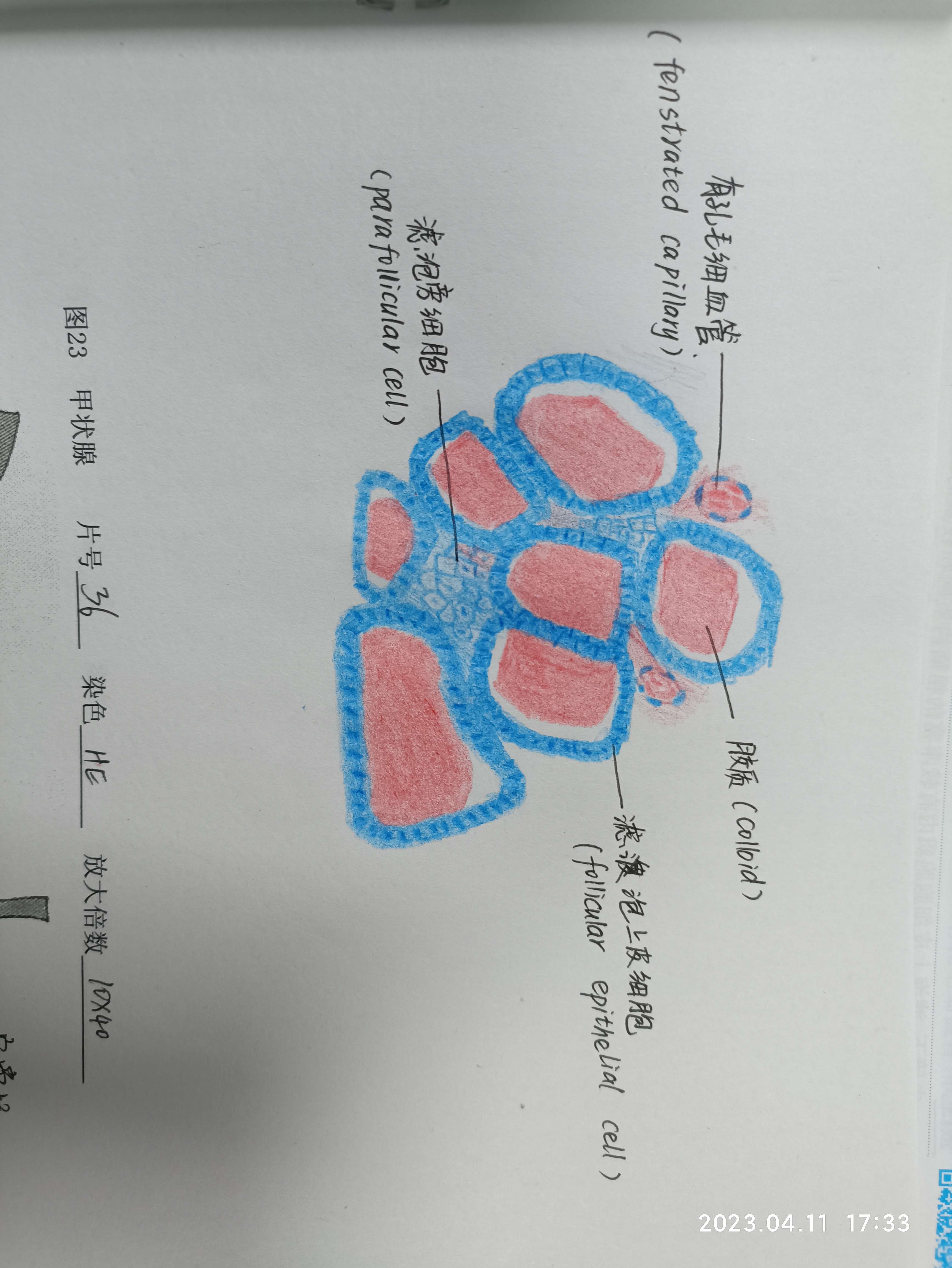 甲状腺红蓝铅笔绘图图片