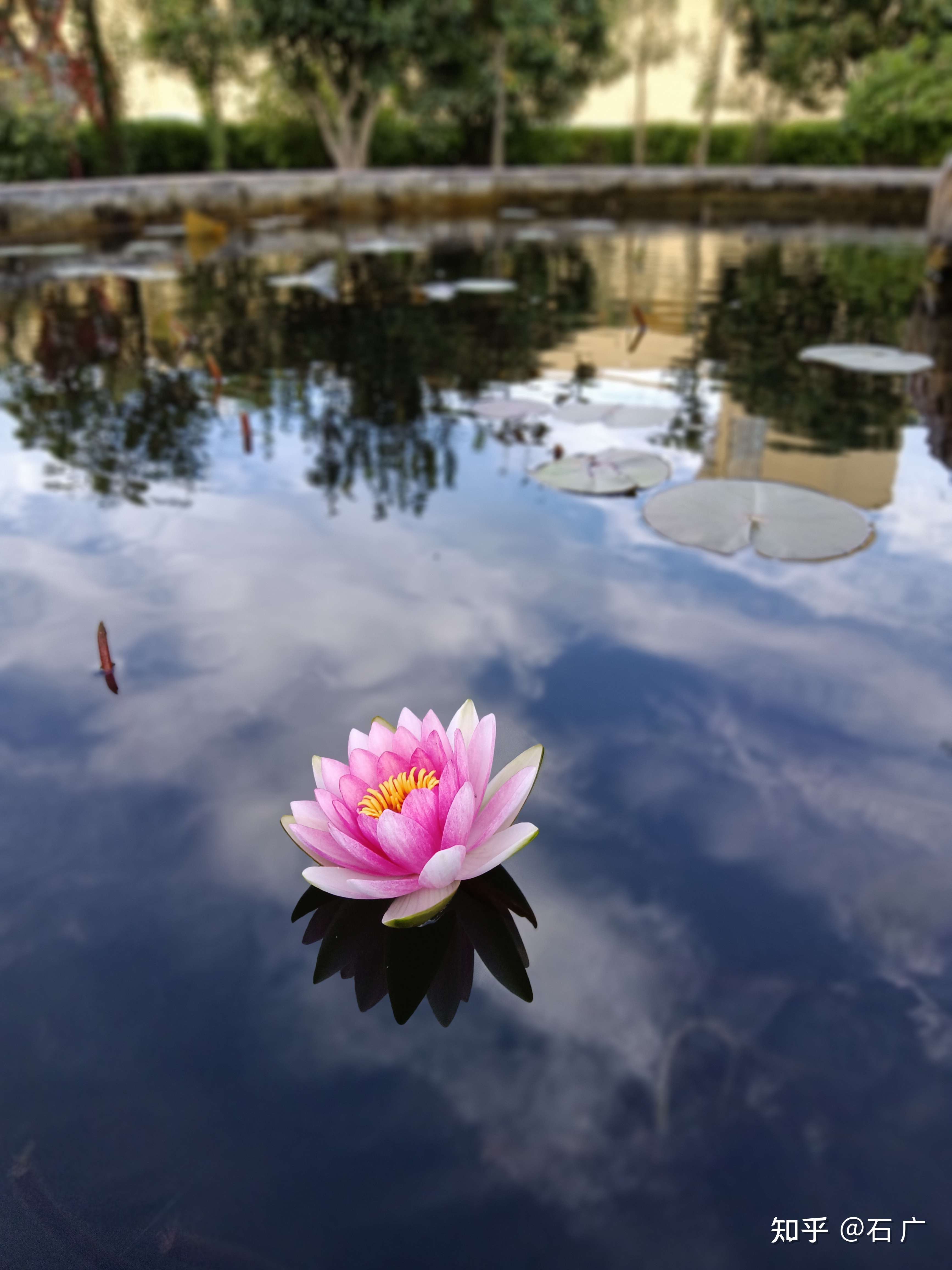 石广 的想法: 天上莲花 - 知乎