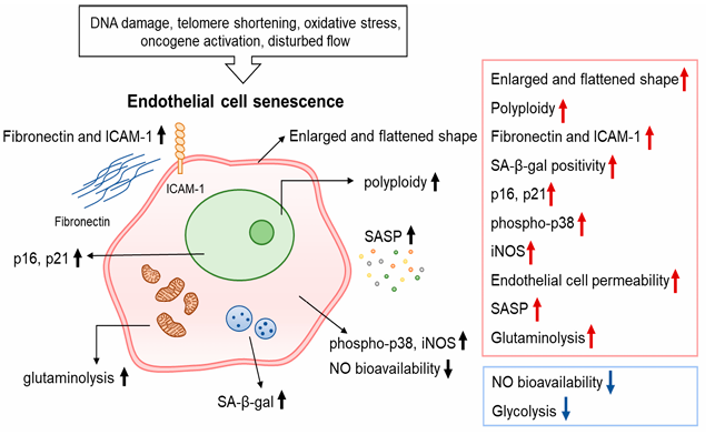 血管衰老中调控内皮细胞衰老的因素与通路 血管衰老中调控内皮细胞衰老的因素与通路
