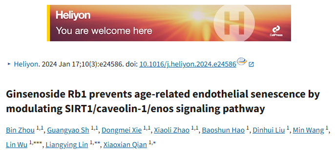 人参皂苷 Rb1通过调控 SIRT1/caveolin-1/eNOS 信号通路来预防年龄相关的血管内皮细胞衰老 人参皂苷 Rb1通过调控 SIRT1/caveolin-1/eNOS 信号通路来预防年龄相关的血管内皮细胞衰老