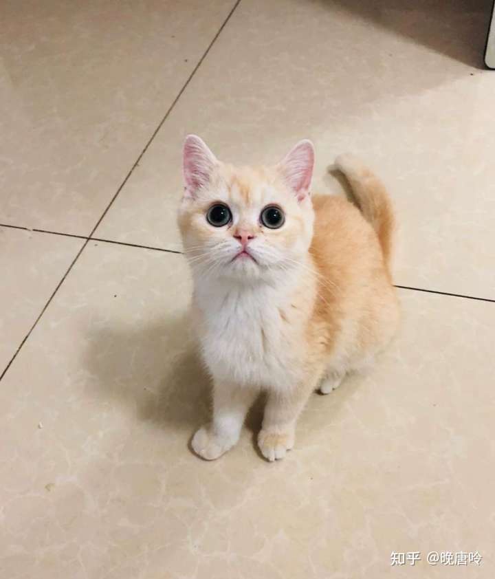 求助 我花了3800买的串串金渐层?