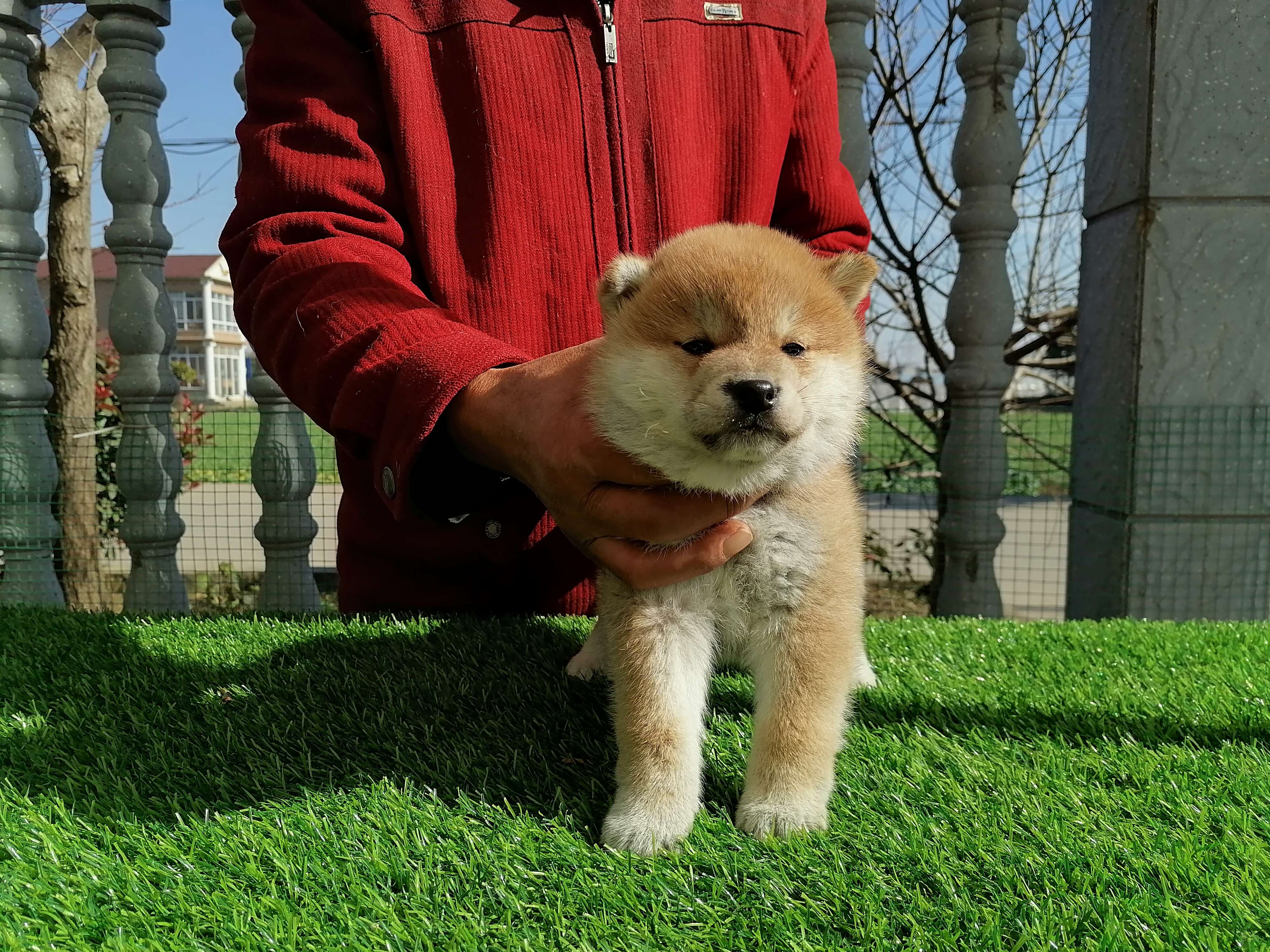 追梦者柴犬 的想法: 血统柴犬小王子,可爱,甜美,性格好 你… - 知乎