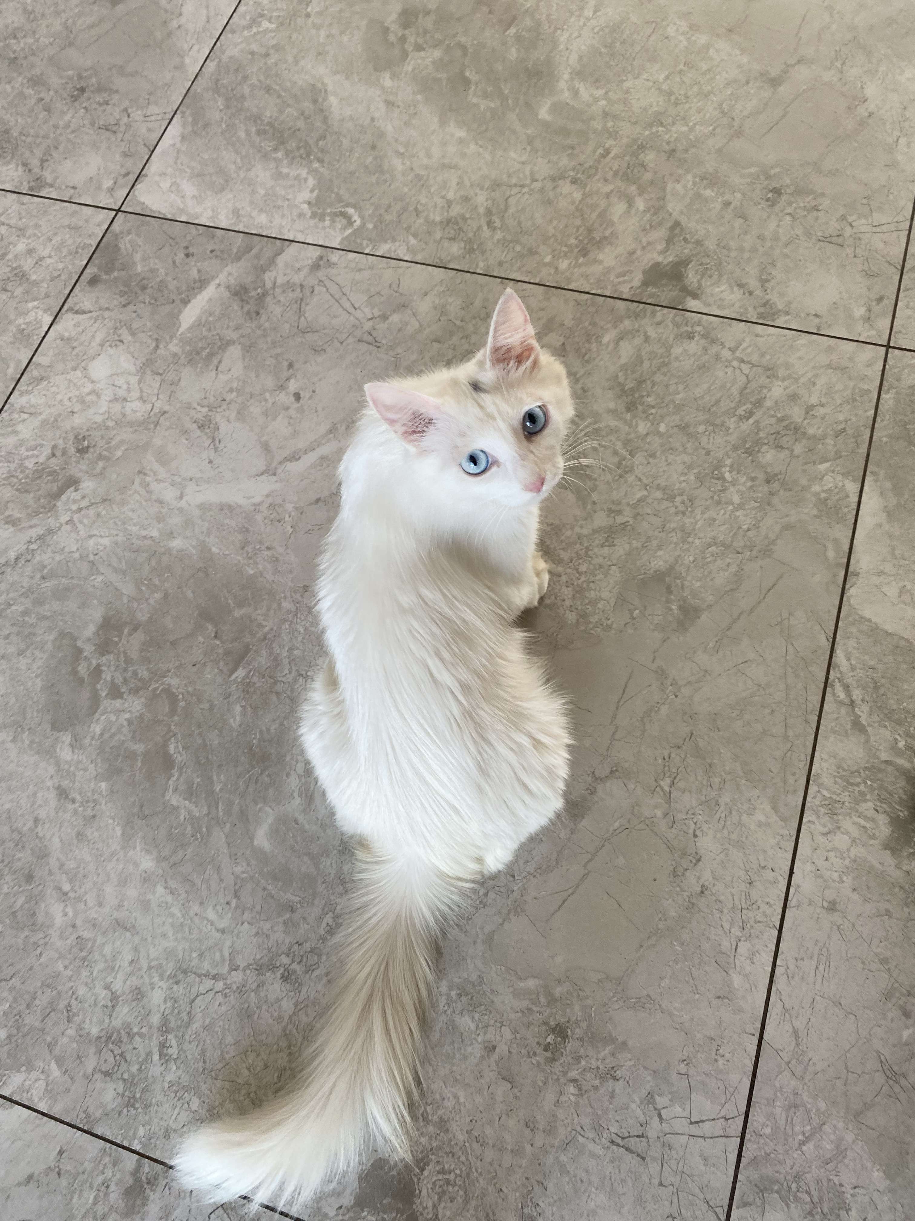 致橡树 的想法: 白毛蓝眼睛的猫咪 有uu知道这是什么品种… - 知乎