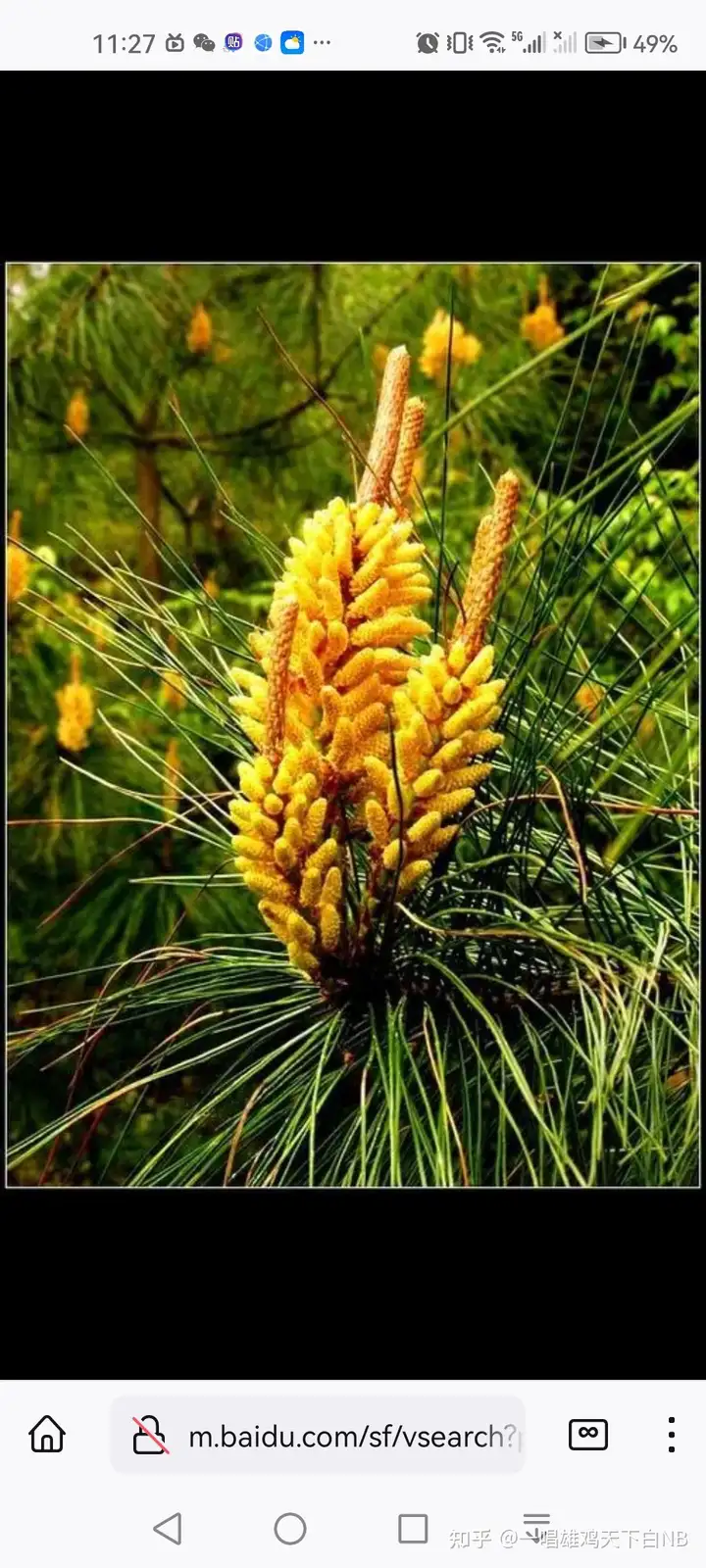 松树是裸子植物吧 裸子植物没有果实吧 那么松果是果实吗？ - 知乎