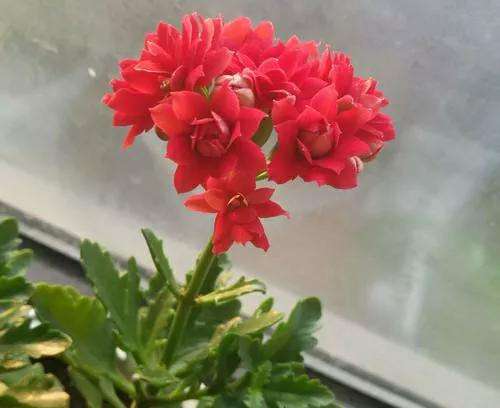 长寿花有几种颜色(这几款花色最漂亮)插图(2) 长寿花有几种颜色(这几款花色最漂亮)插图(2)