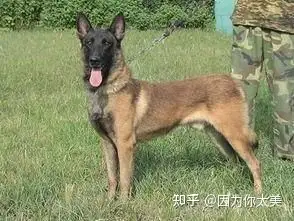 红警军犬图片