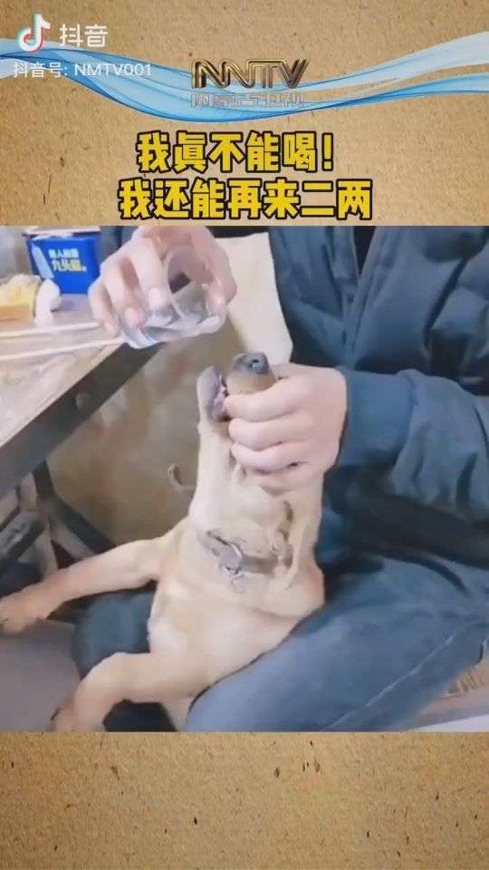 如何看待官方抖音号发布给狗强行灌酒的视频