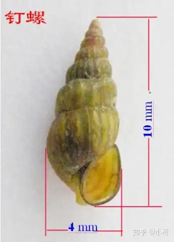 棒锥螺(俗称钉螺)要煮多久?