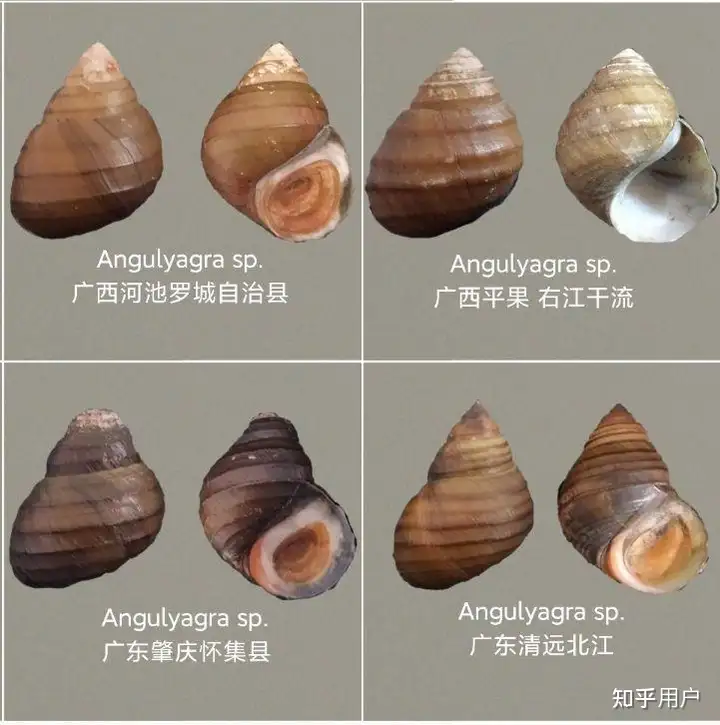 这三种淡水螺分别是什么？ - 知乎