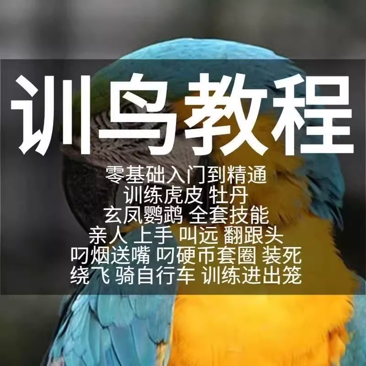 图片[1]-训鸟全套教程-鹦鹉虎皮杜丹玄凤训练教程上手训练鹦鹉说话【电商热销2】-暗冰资源网