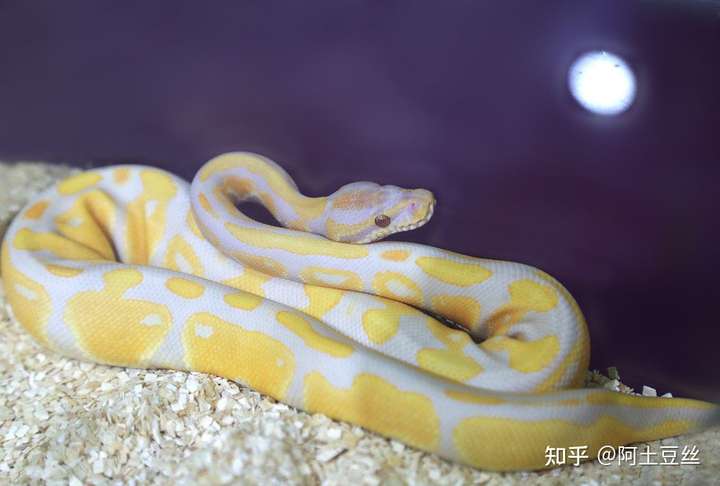 乐趣,不会感觉到无聊,那就不会孤独啦 我建议你可以买条宠物蛇养下