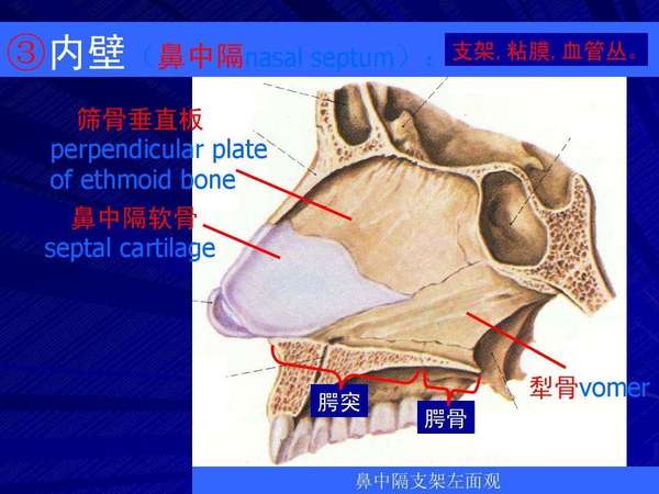 高难鼻修复欧阳春 的想法: 【建立鼻中隔支架的原则】 亚洲人鼻整形… - 知乎