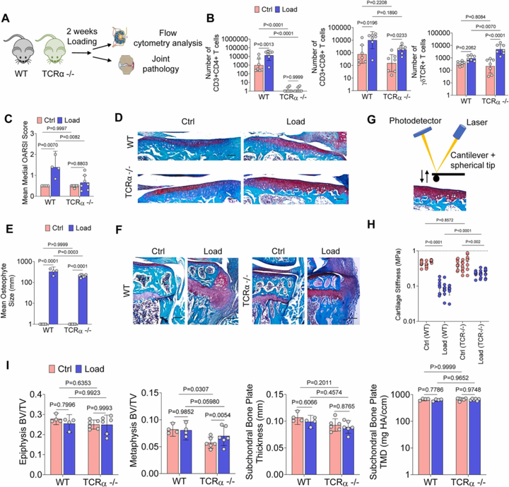 關節機械負荷調節淋巴結中的 T 細胞以調控骨關節炎