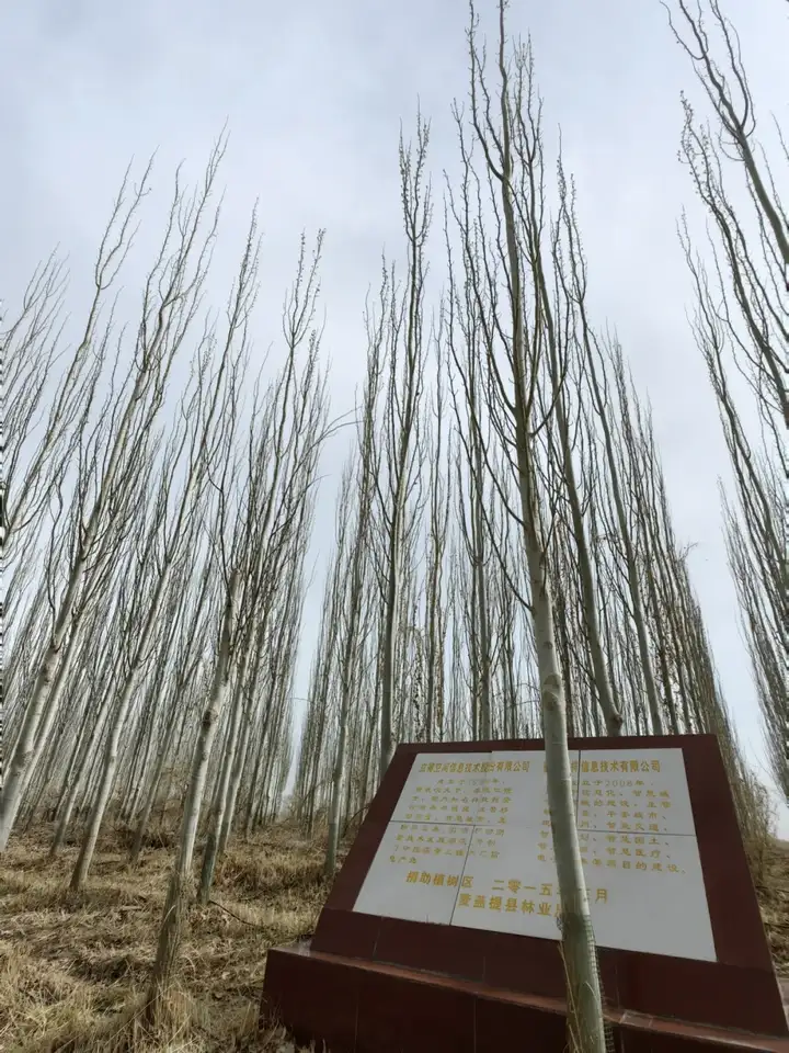 春风十里一植有你|立得空间助力麦盖提筑造瀚海绿洲