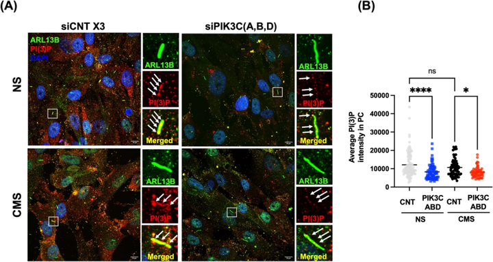 I 類磷脂酰肌醇3-激酶（PI3Ks）激活小梁網(wǎng)細(xì)胞中拉伸誘導(dǎo)的自噬