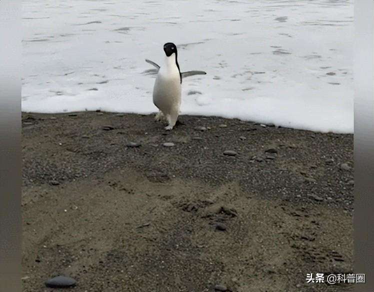 大多数企鹅生活在哪里 企鹅在南极还是北极