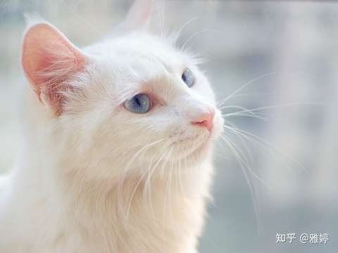 伯纳天纯猫粮大概是什么水平？