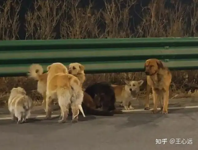 7 只被偷小狗结伴穿越 17 公里成功逃回家，狗真的可以认识这么远的路吗？狗的识途能力到底有多强？