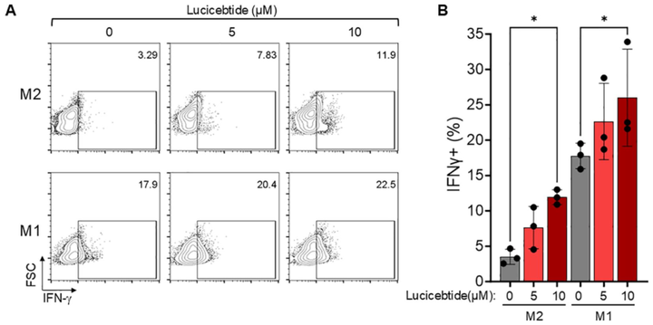 C/EBPβ 肽拮抗劑 Lucicebtide 誘導(dǎo)巨噬細(xì)胞向促炎表型極化并增強(qiáng)抗腫瘤免疫反應(yīng)