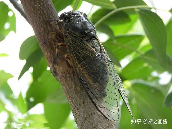 立陶宛蚍蜉撼树中国岂能有用吗?