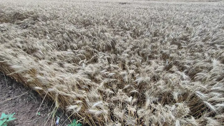 河南多地连日阴雨天致小麦受损严重，多地已开始抢收小麦，目前各地情况如何？保障粮食安全有多不容易？