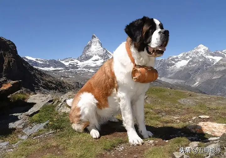 大型犬有哪些品种（五种巨型犬种特点及图片）