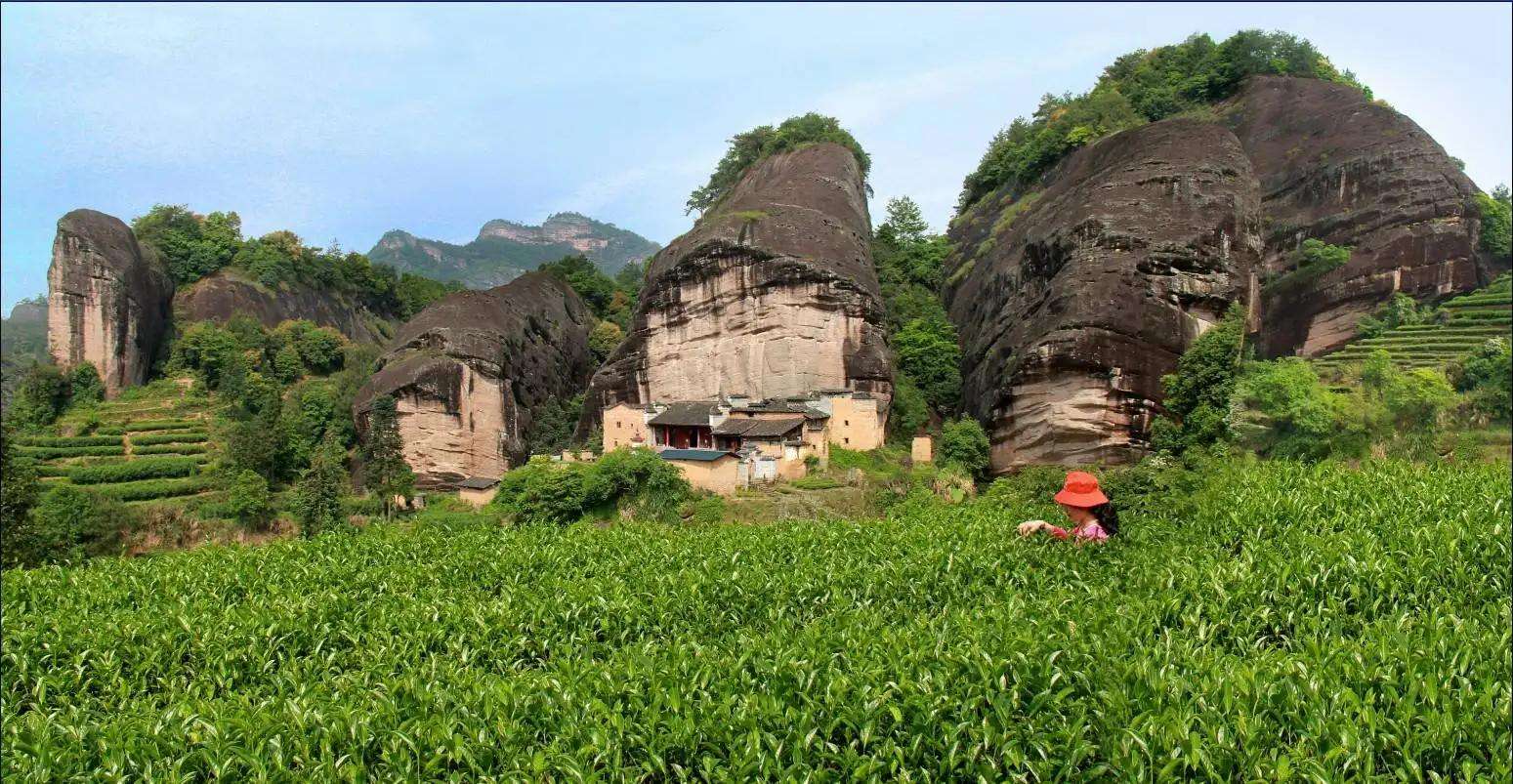 拂山岗茶叶 的想法: 岩茶山场 第六期 马头岩 武夷山三十六峰