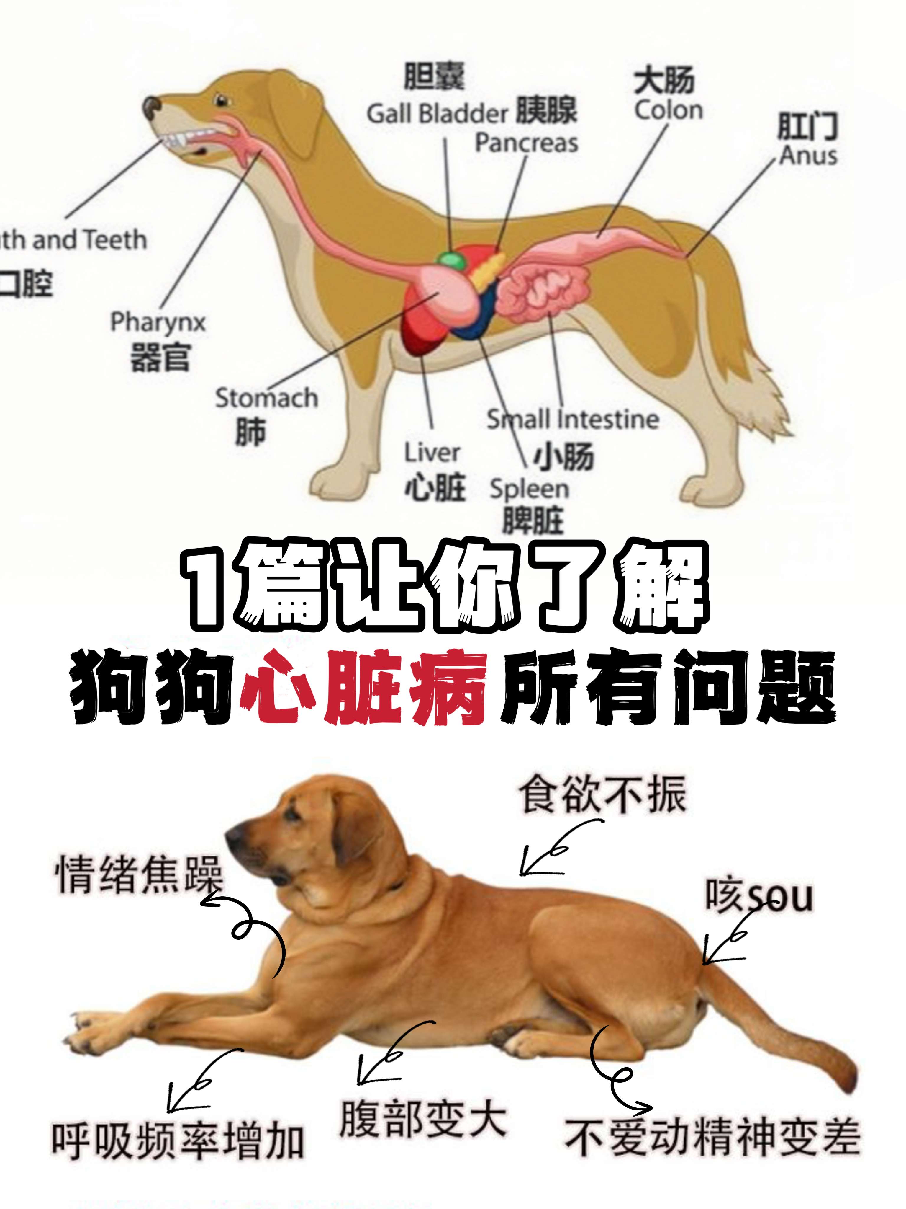 可爱修狗 的想法: 狗狗心脏病别再说不懂啦75157515 | "心
