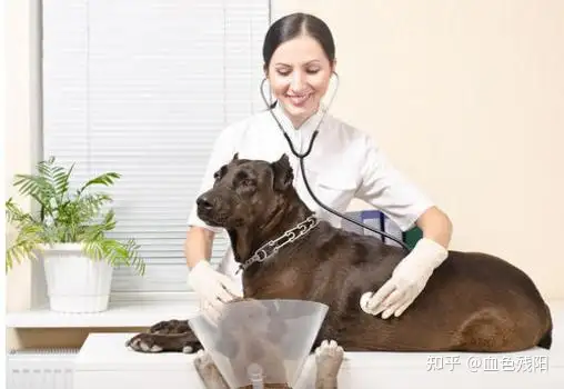 宠物医院有人用狂犬疫苗吗（为什么国”