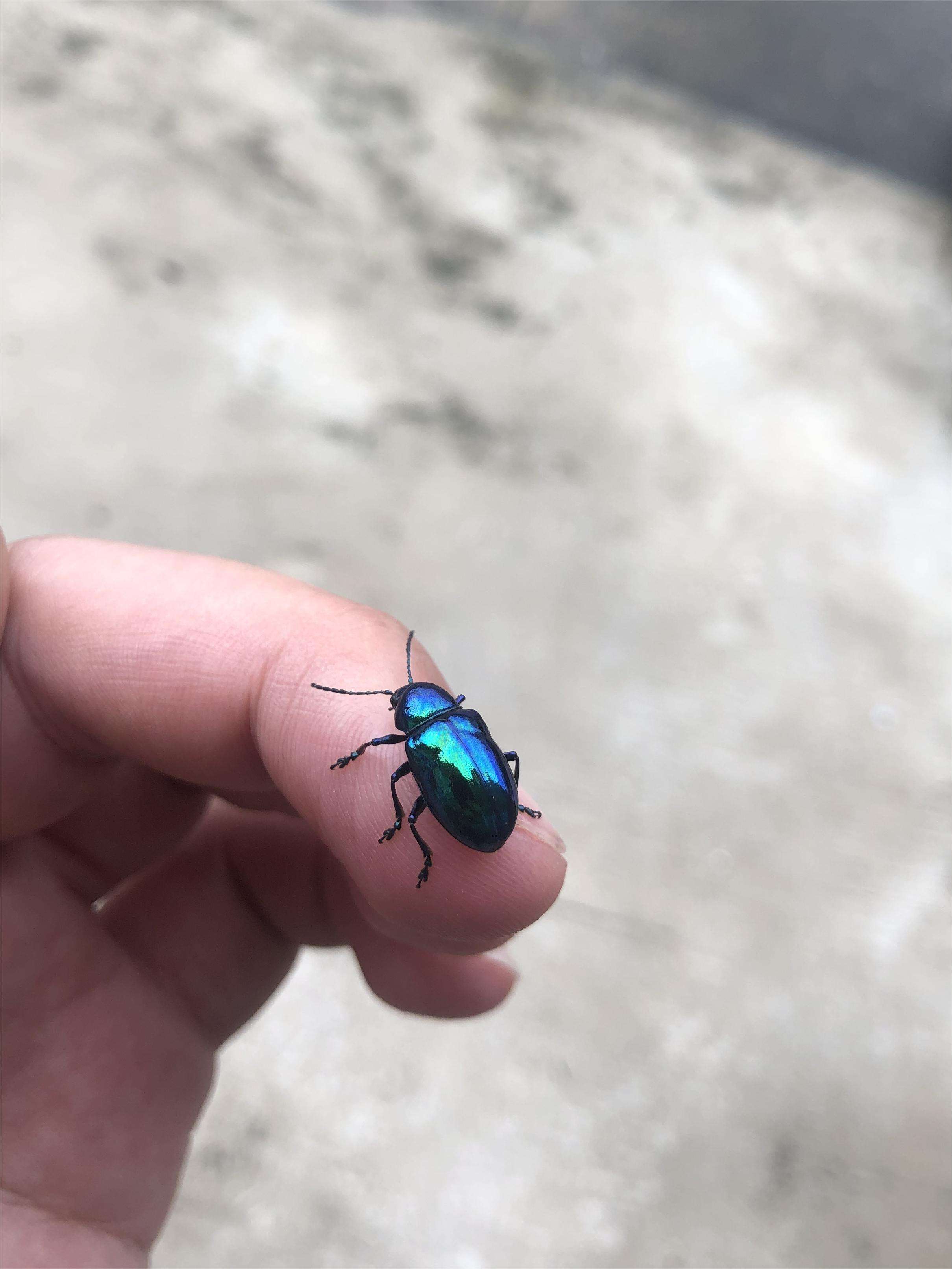 thesixlgd 的想法: 一只金属色的小甲虫 | #记录夏天的昆虫 … - 知乎