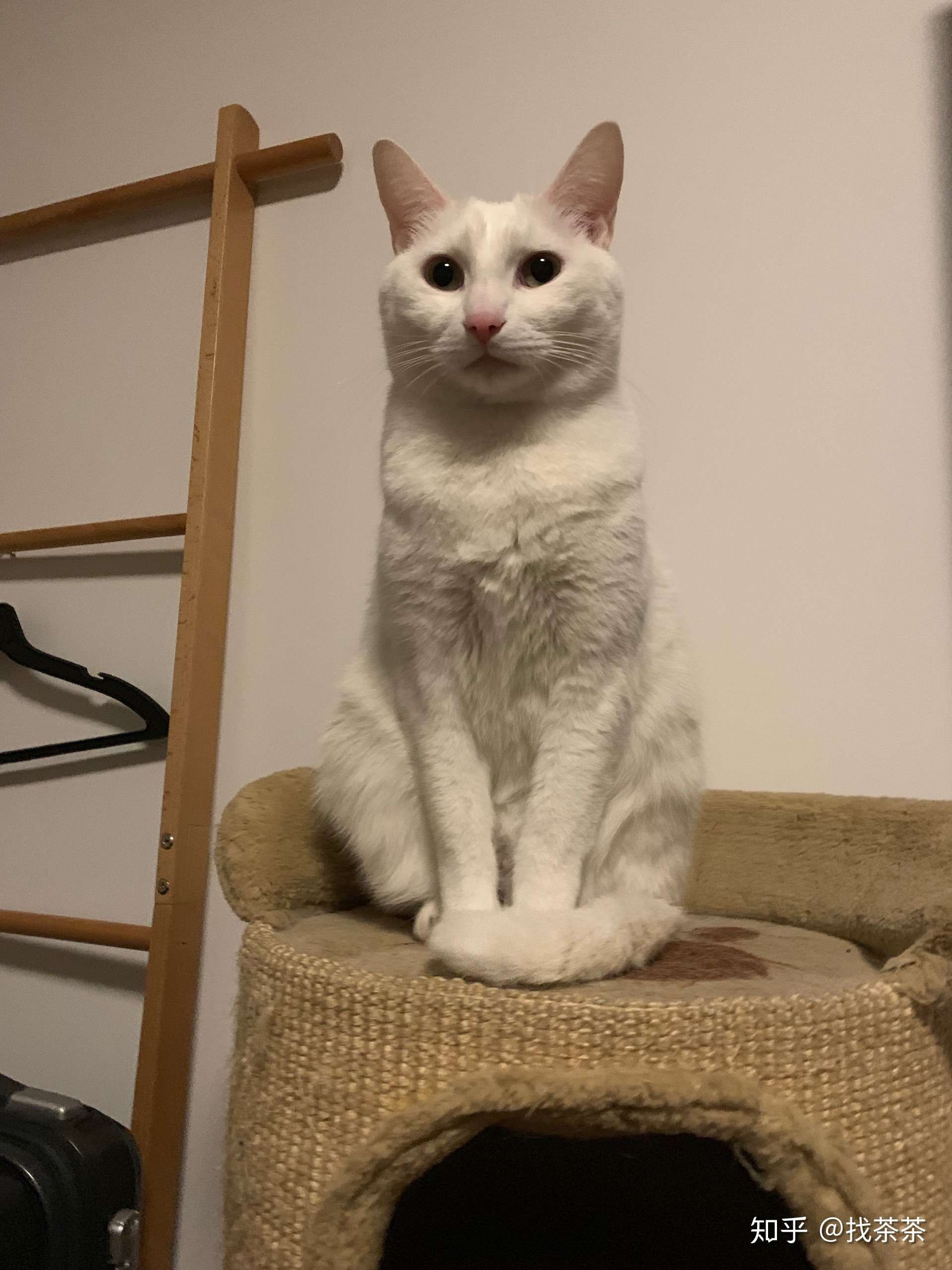 猫都瘦了,你呢?(最后一张是减肥前)