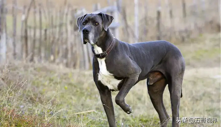 大型犬有哪些品种（五种巨型犬种特点及图片）