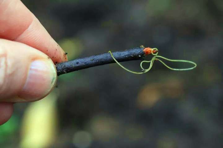 铁线虫是什么生物（铁线虫到底有多可怕）