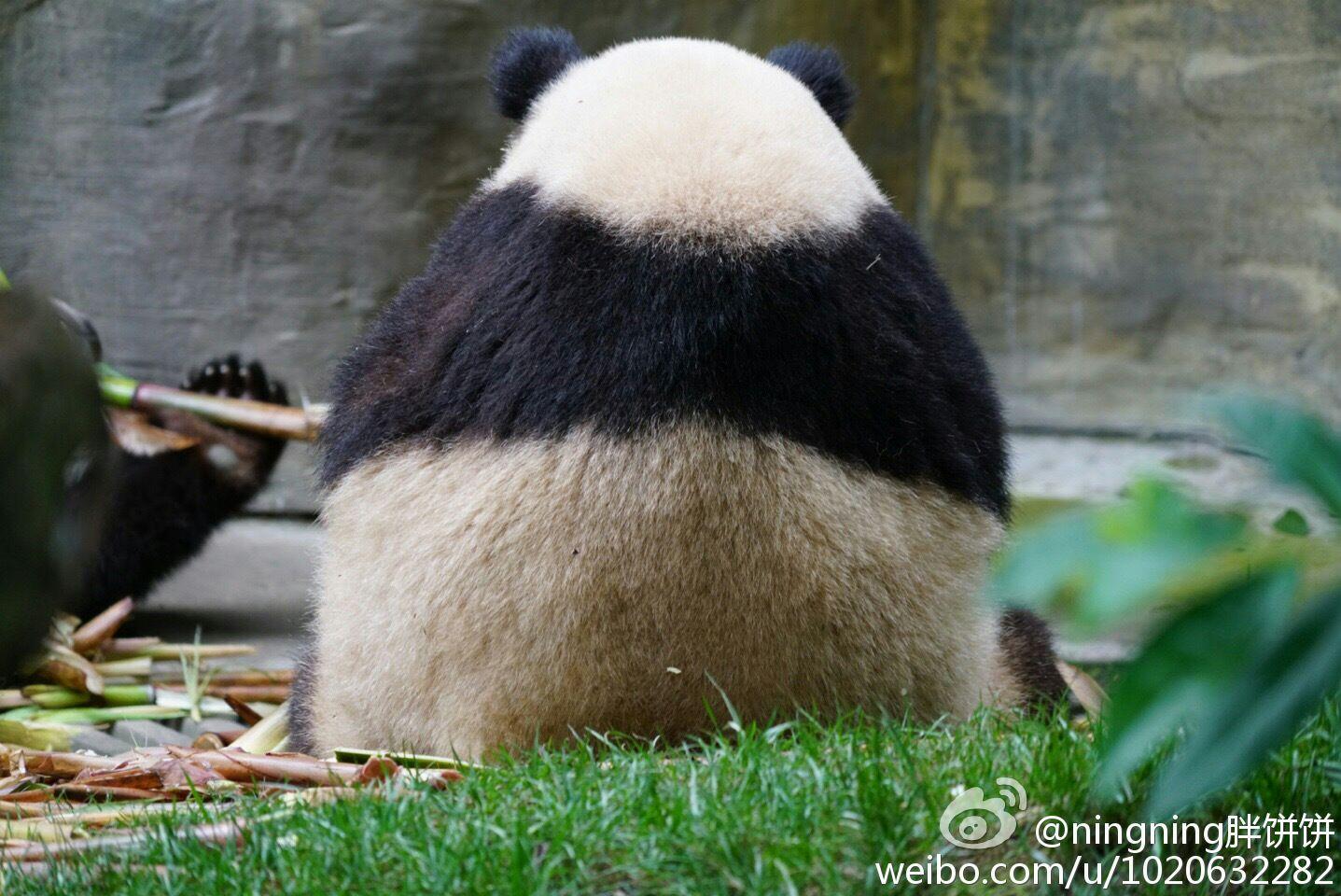 你有哪些熊猫 背影的萌图?