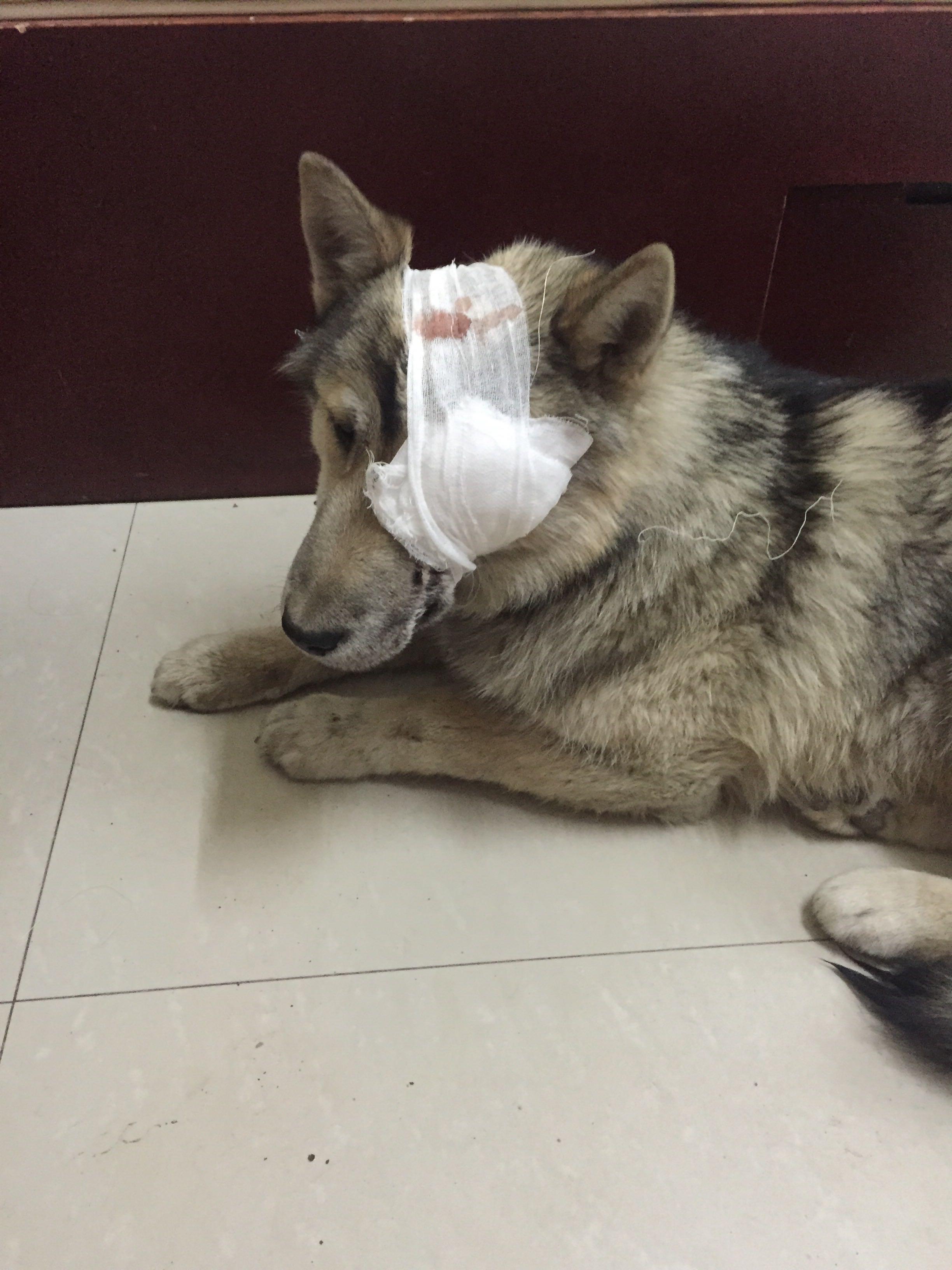 请问狗眼睛受伤了怎么办?