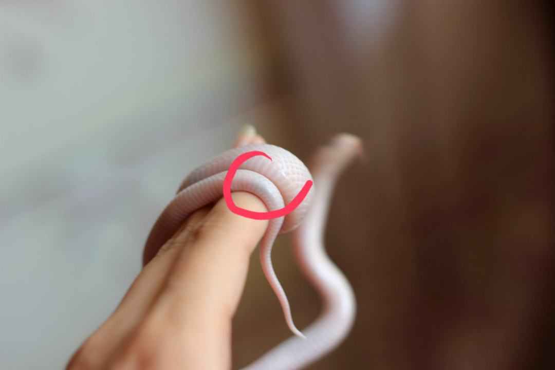 世界上真的有玻璃蛇这个物种吗