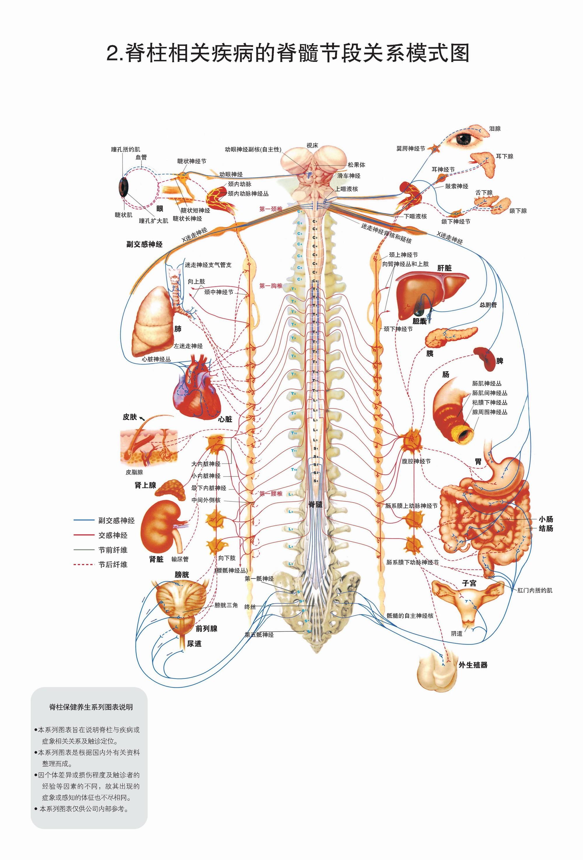 人体背部对应器官图片