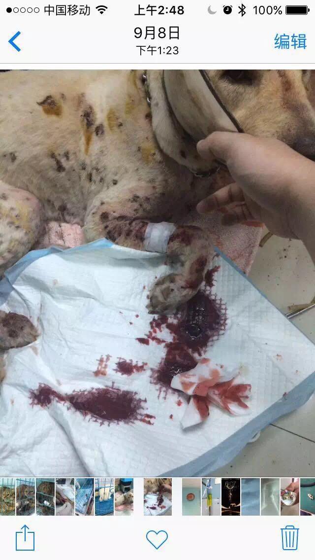 宠物医院对动物血液需求有多大来源主要是什么