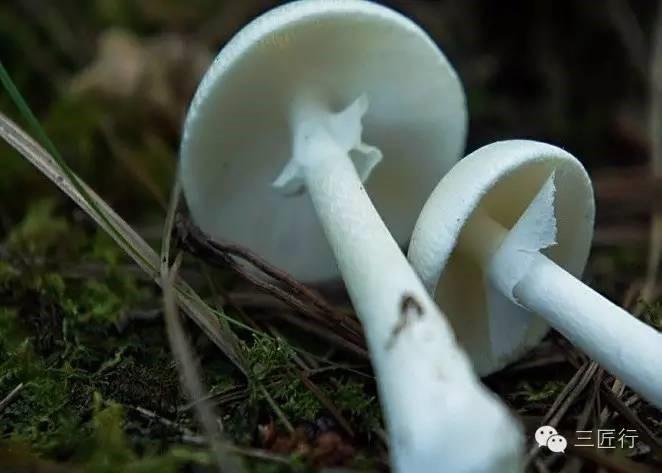 菜市场的蘑菇你都认得全吗? - 知乎