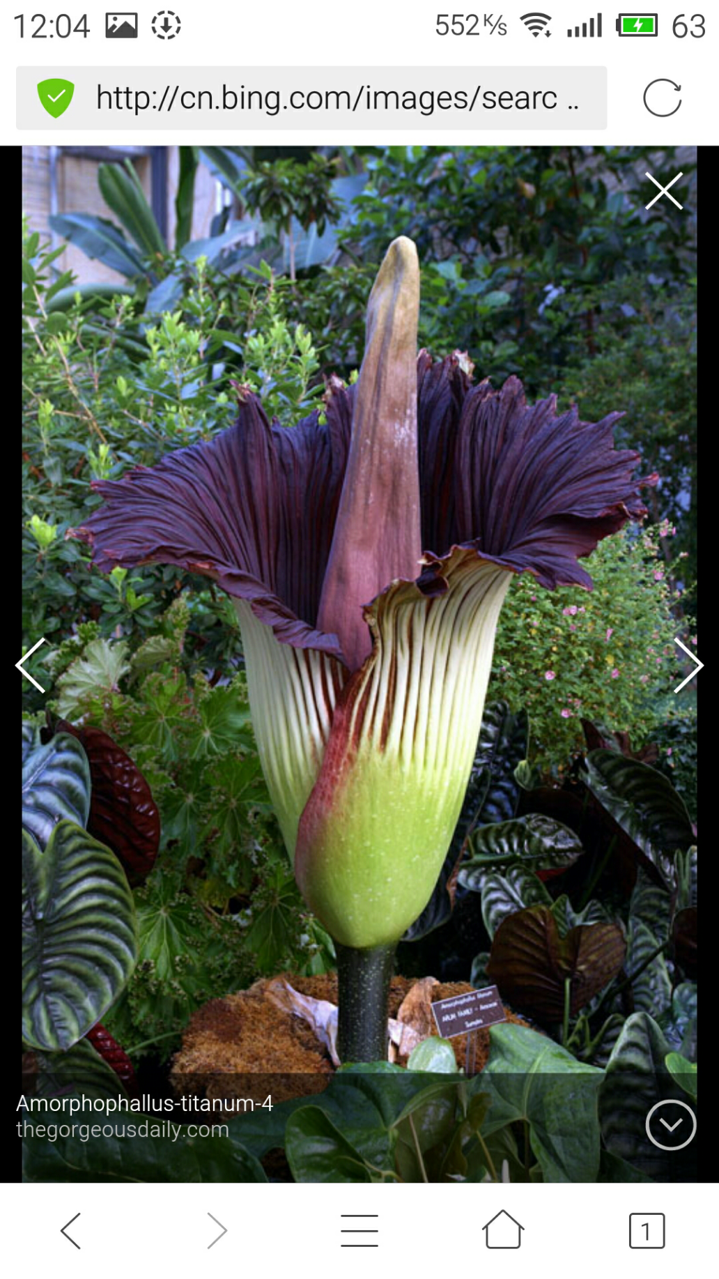 有哪些气味味道口感比较逆天的植物