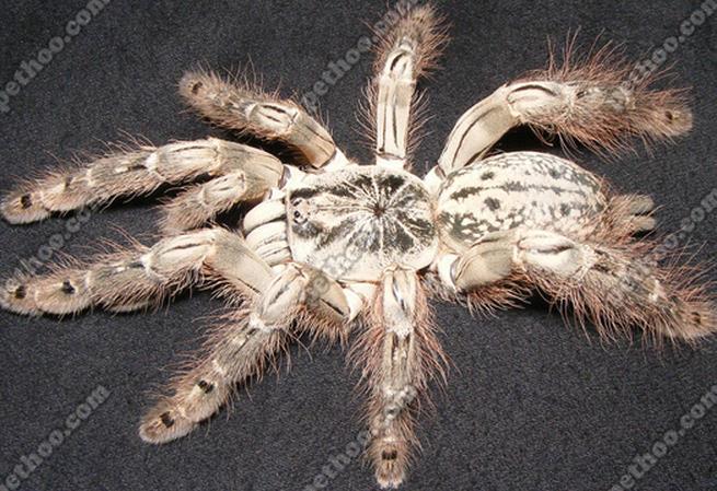 养蜘蛛蛇的人心里是什么感觉