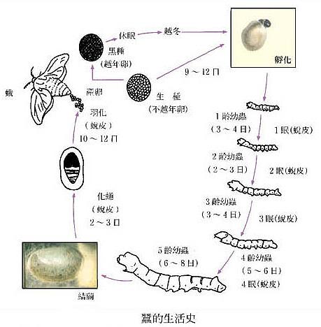 养一百只蚕宝宝是什么体验? 