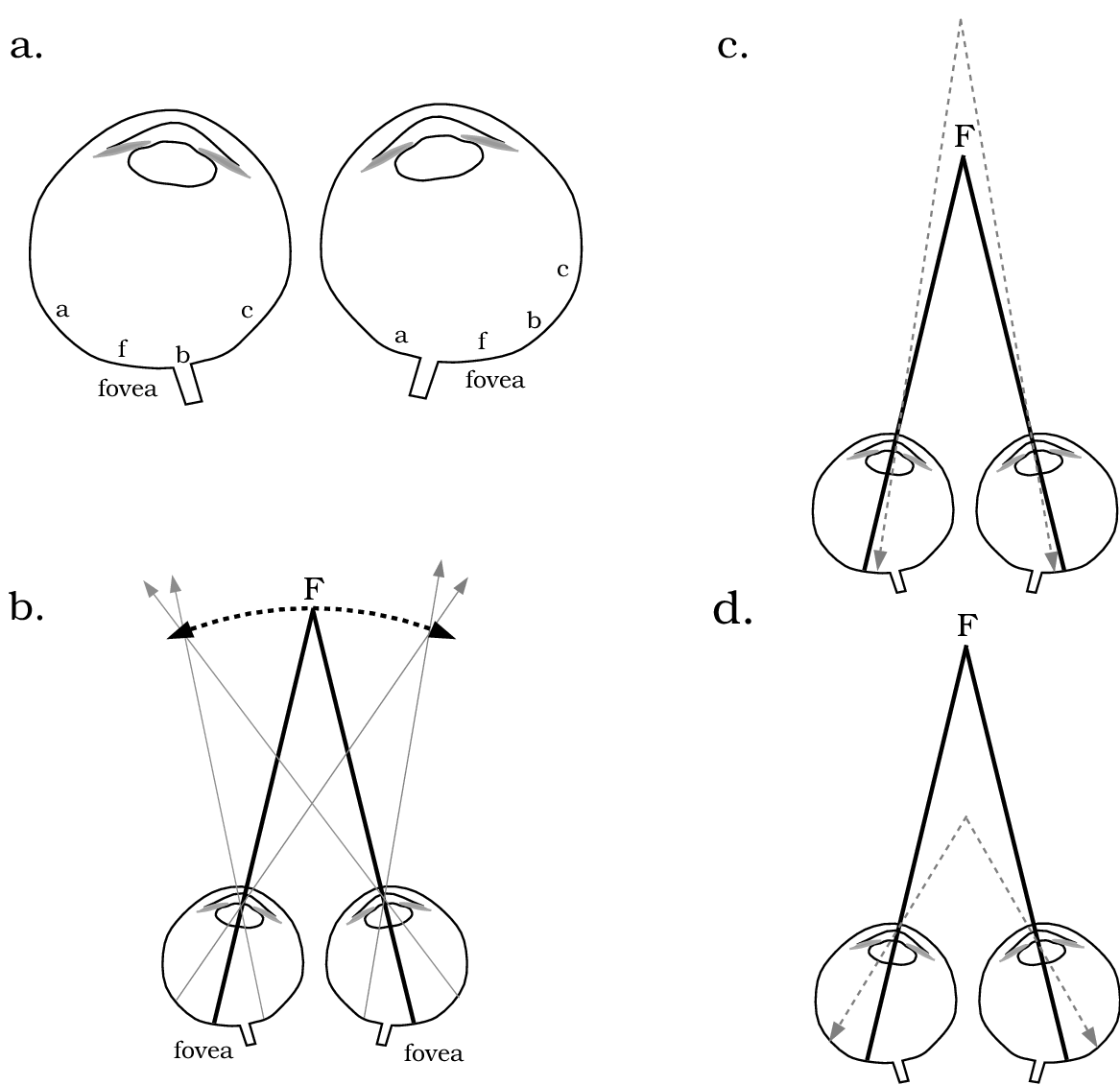 人在用眼过程中，是否真的存在「主视眼」？ 知乎
