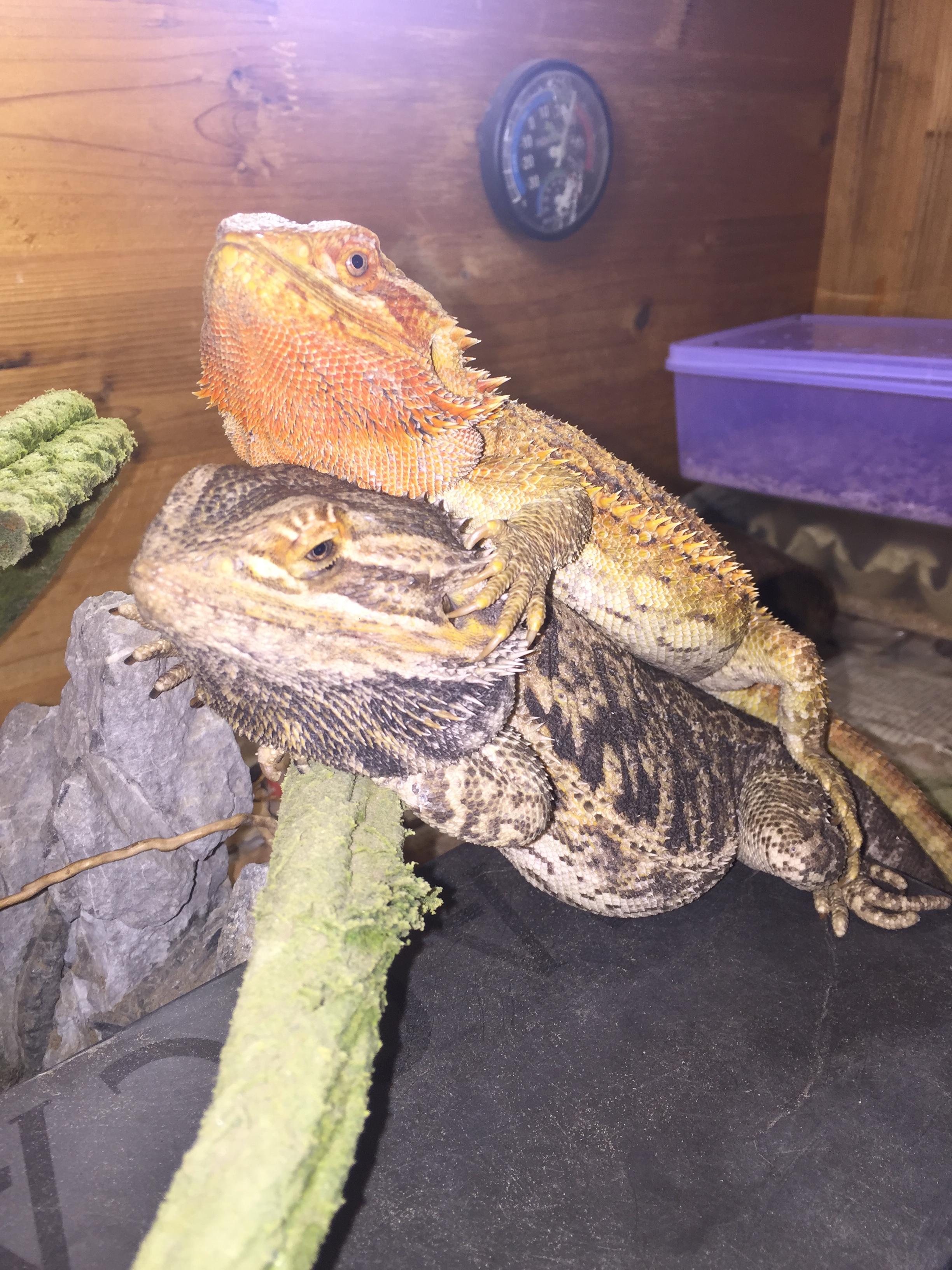 有人养蜥蜴么介绍一下经验和感想