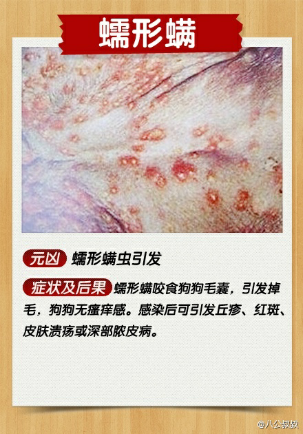 快来看看我的边牧皮肤是什么问题