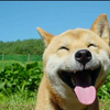 王大大