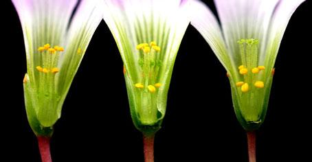 为什么有些植物亲本自花授粉不结实杂交f1代却能自花授粉结实